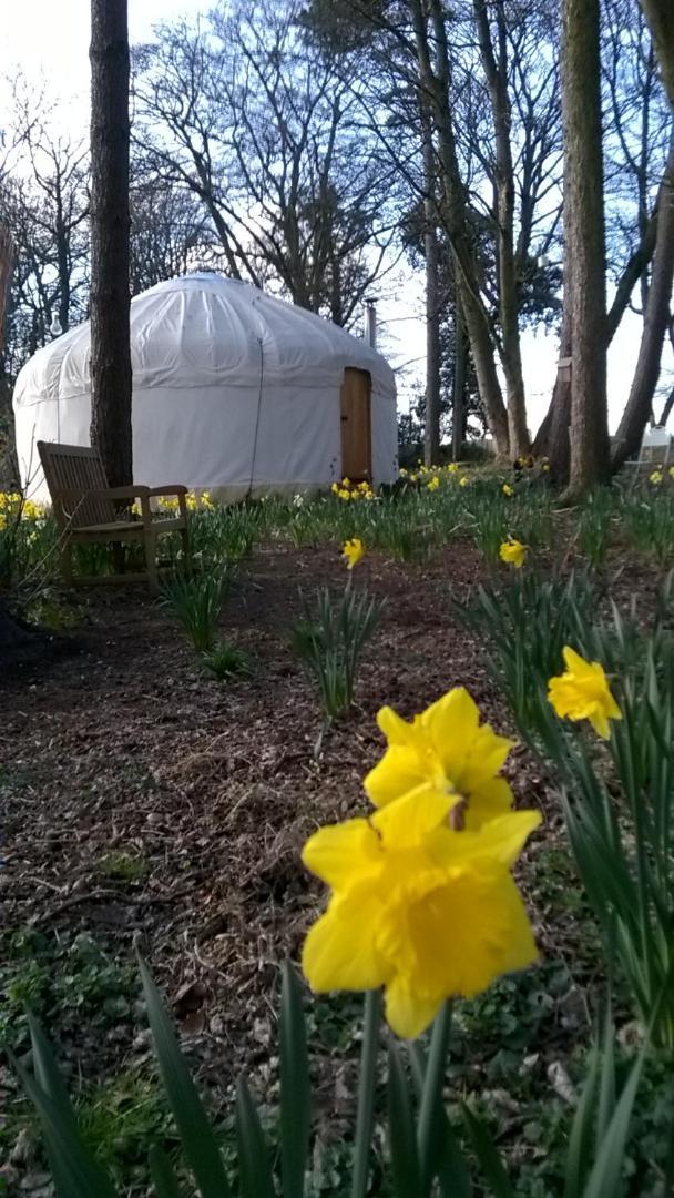 Gingerbread Cottage Yurts Dereham Buitenkant foto