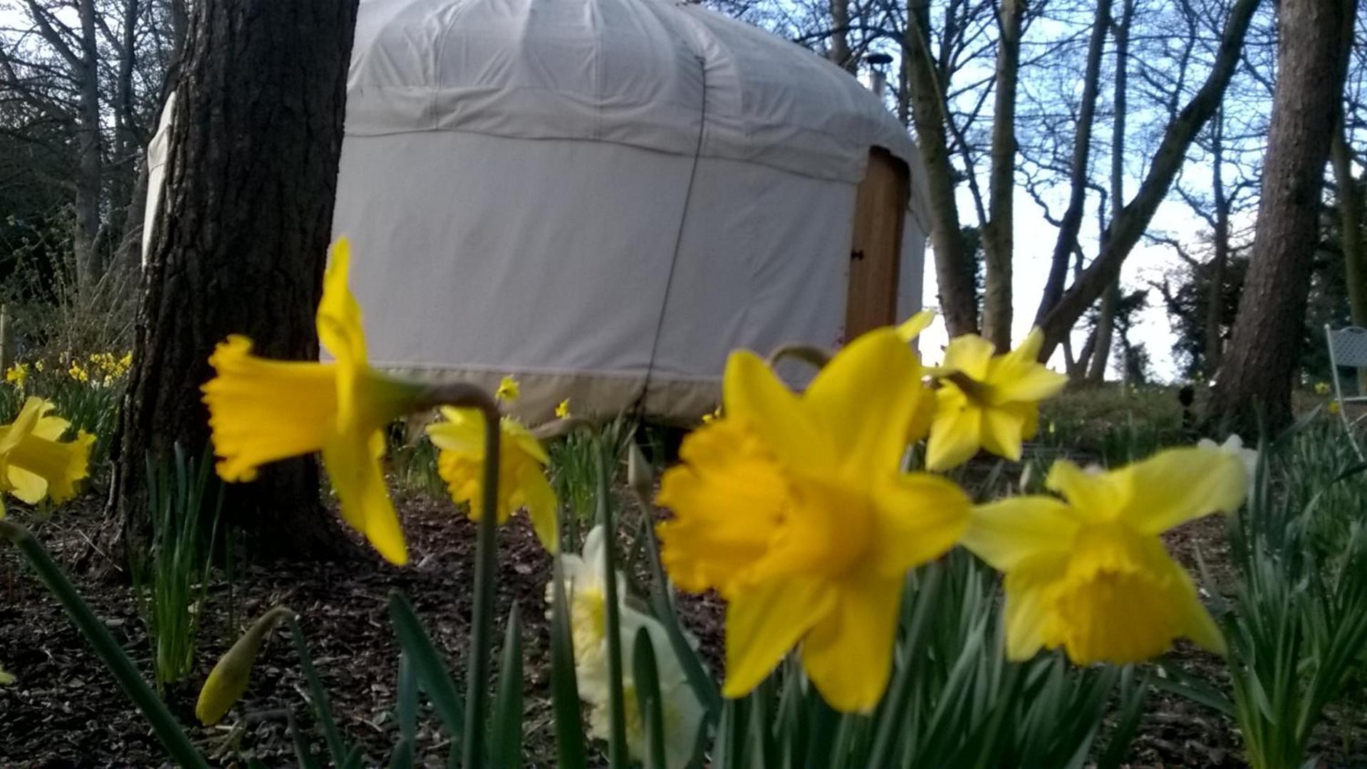 Gingerbread Cottage Yurts Dereham Buitenkant foto
